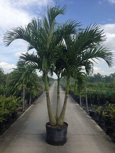 Adonidia Palm (Adonidia Merrillii)