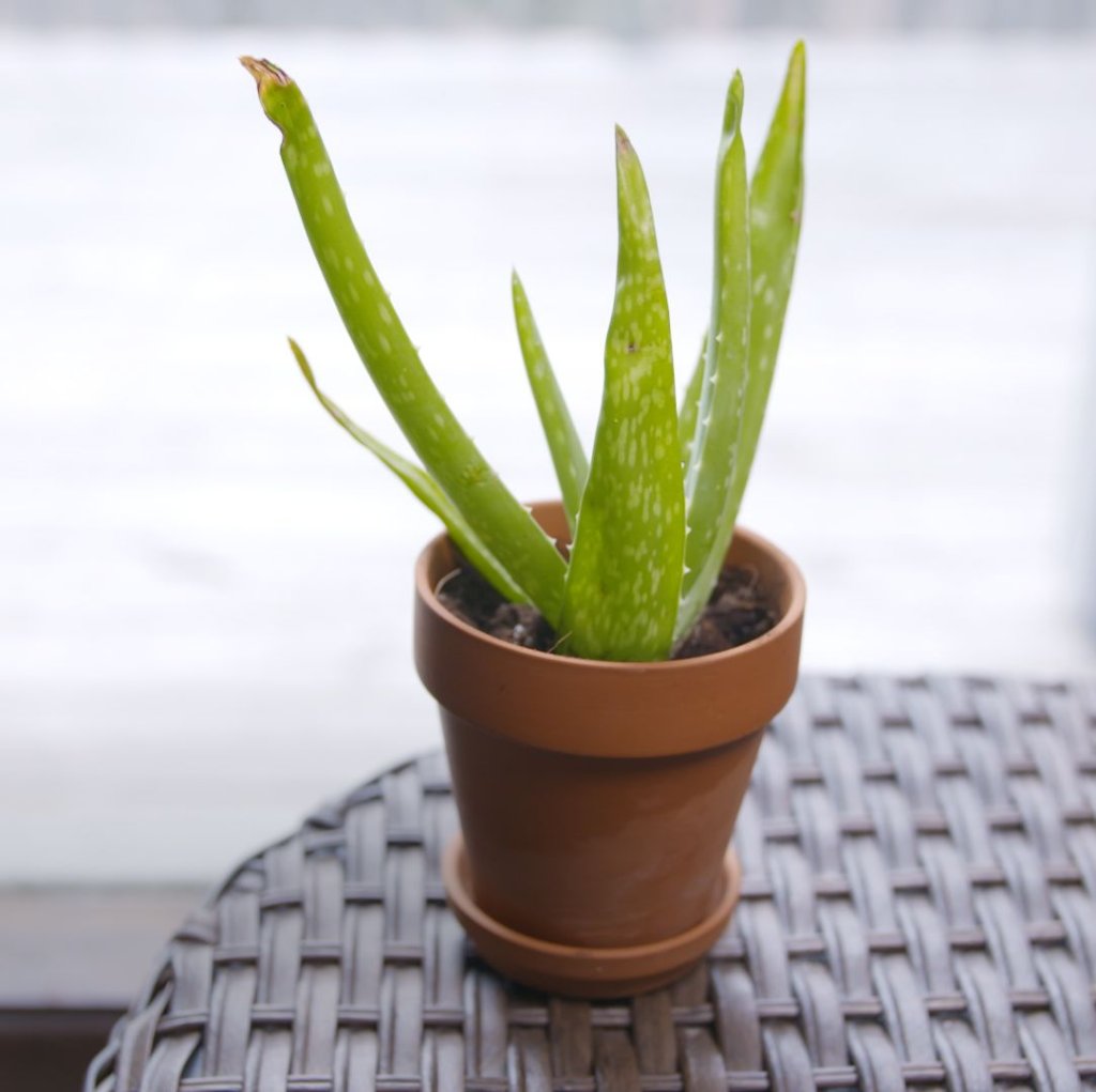 15 Good Luck Palm That Bring Prosperity, Good Luck, And Fortune