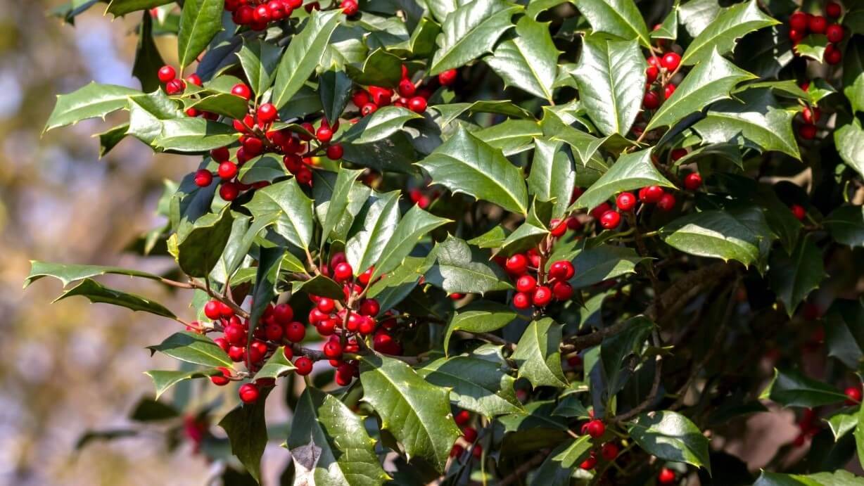 American Holly Tree