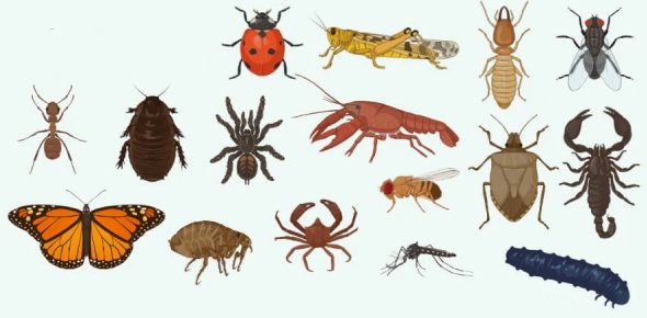 Arthropods