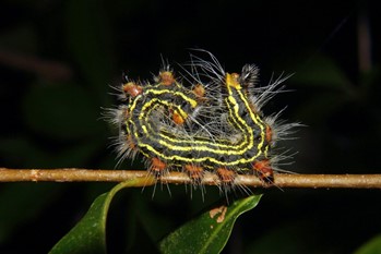 Azalea Caterpillars