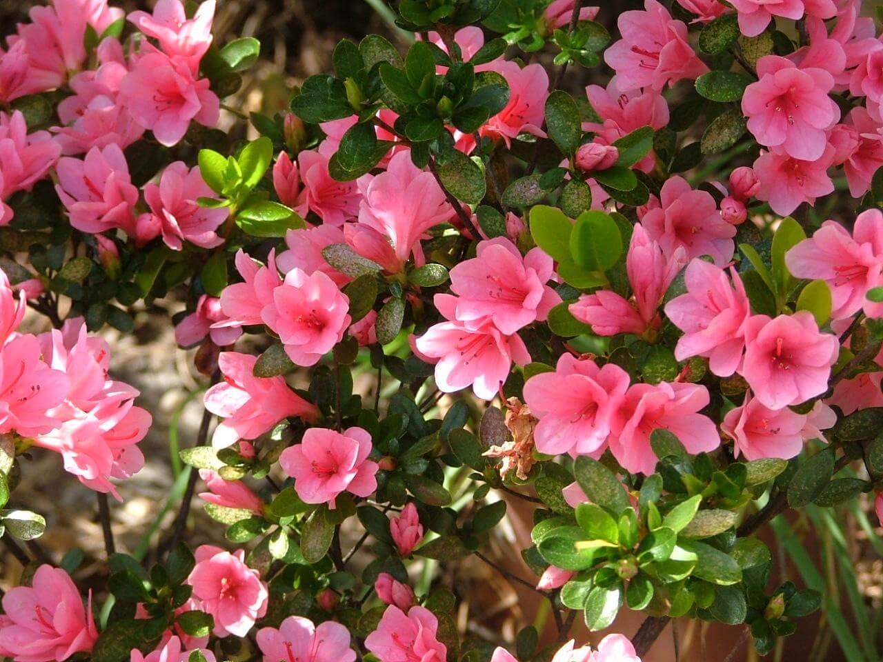 Azalea Trees