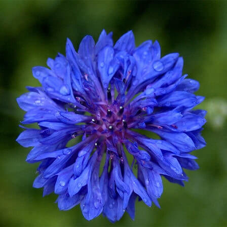 Bachelor Button Flower