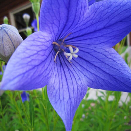 Balloon Flower