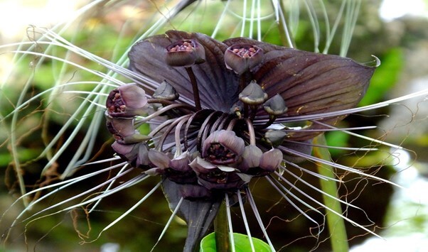 Bat Flower