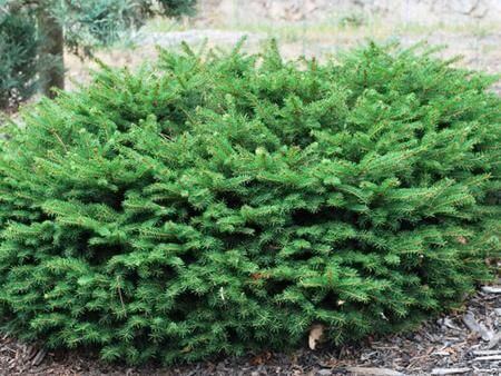 Bird's Nest Norway Spruce