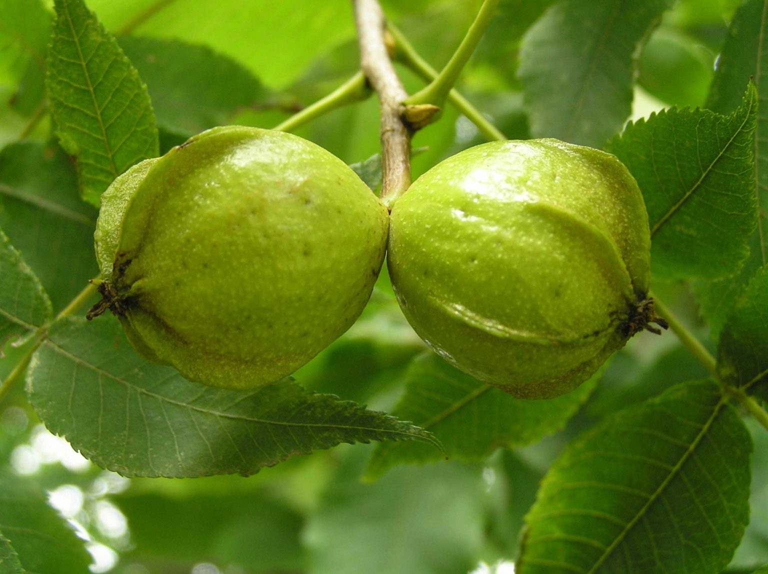 How to Crack Hickory Nuts (Good Uses of Them)? EatHappyProject