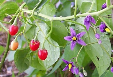 Bittersweet Nightshade