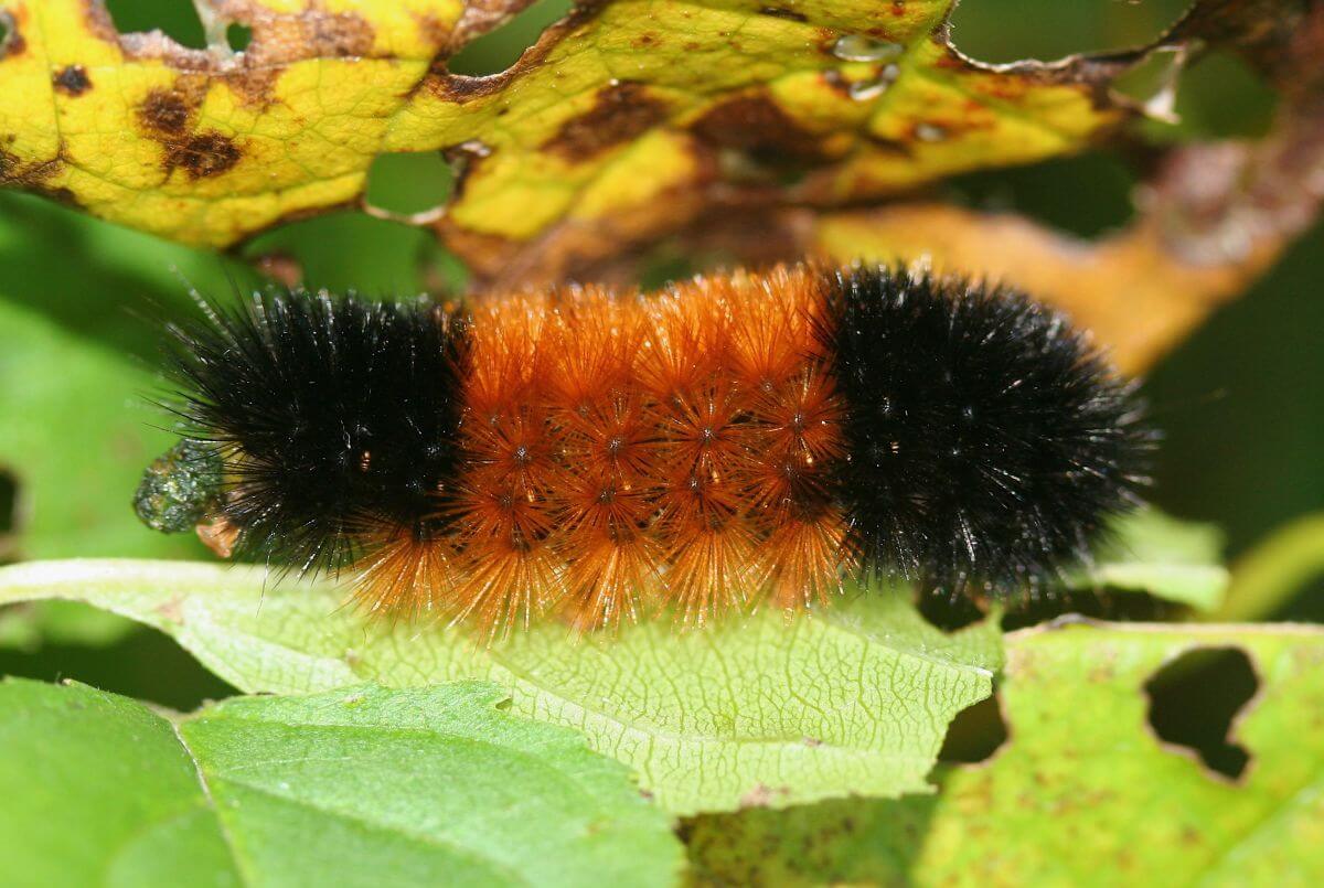 Black Caterpillar With Picture And Identification Guide Fuzzy Caterpillars Eathappyproject