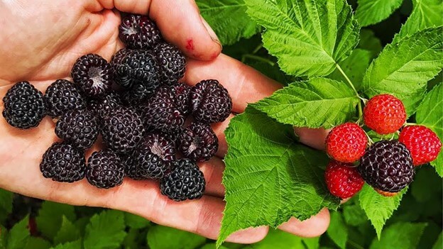 Black Raspberries