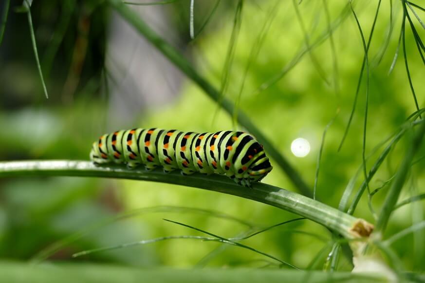 Black Swallowtail Caterpillar