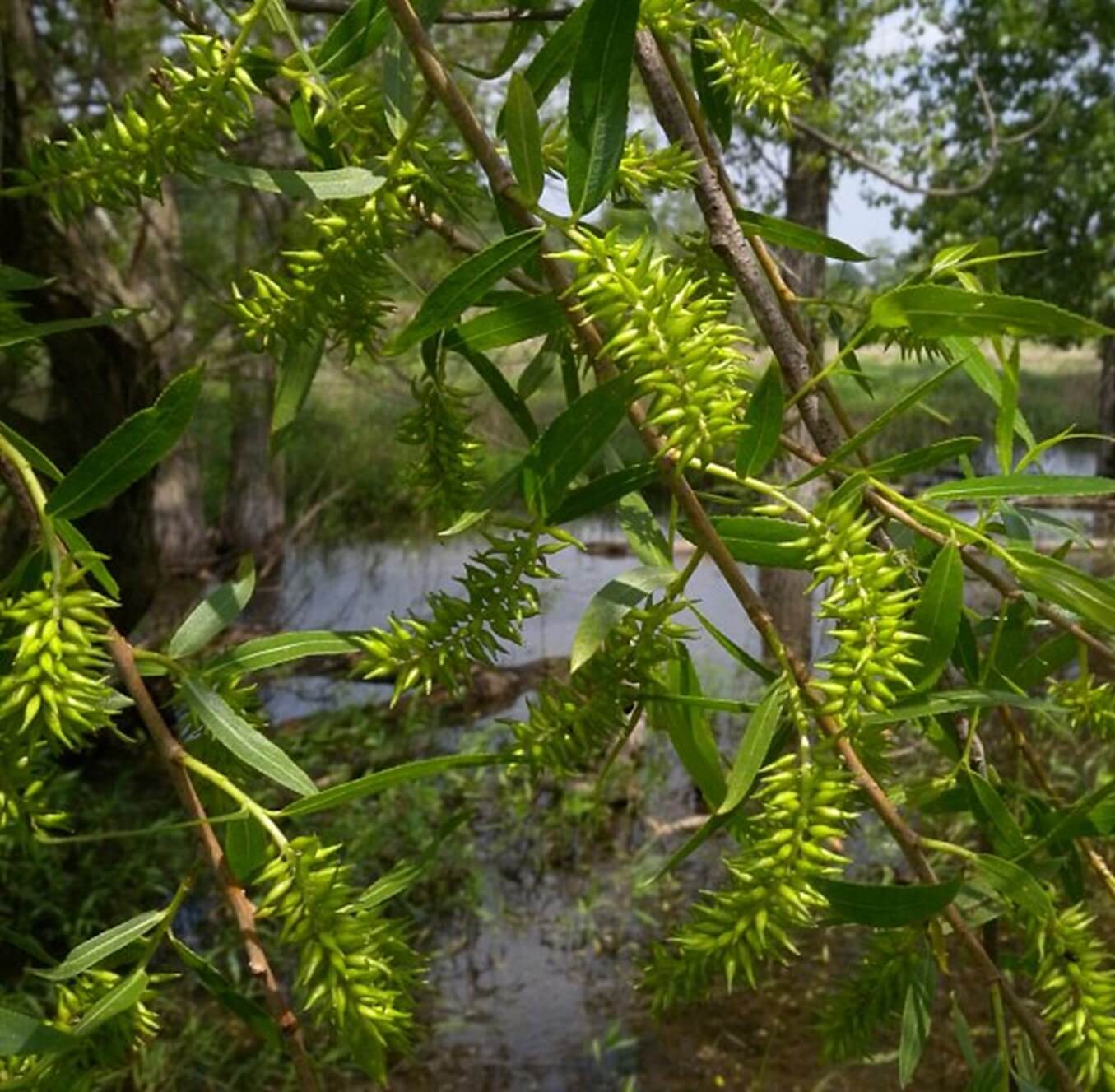 Black Willow