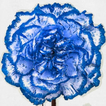 Blue Carnation