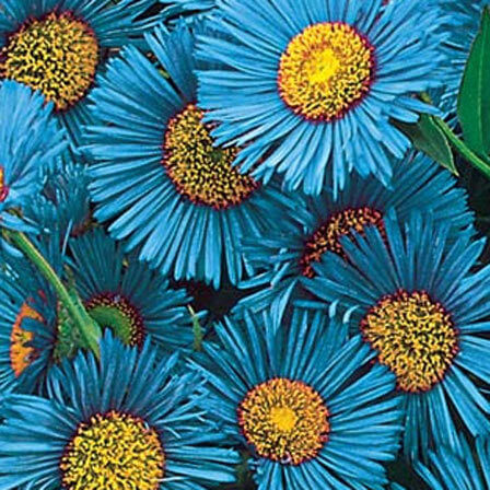 Blue Fringed Daisy