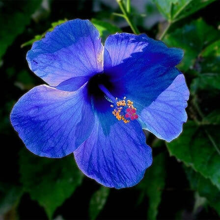 Blue Hibiscus Flower