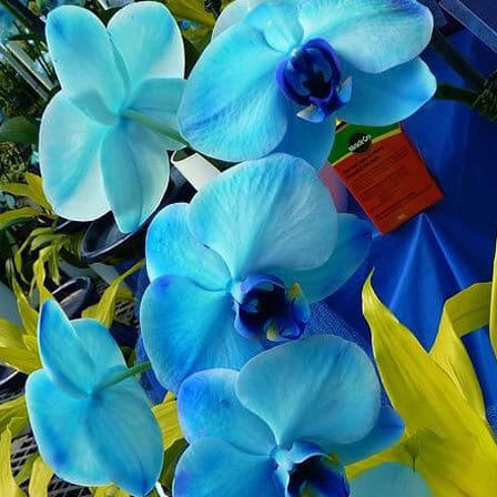 Blue Orchids