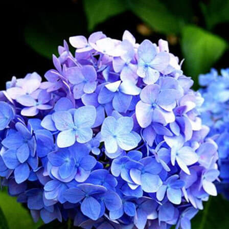 Blue hydrangea