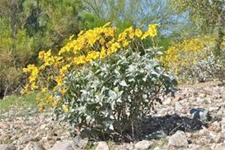 Brittle Bush