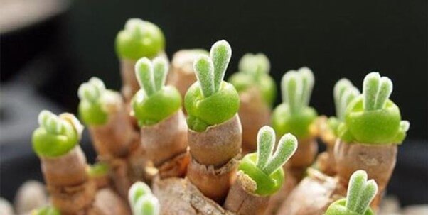 Bunny Succulents