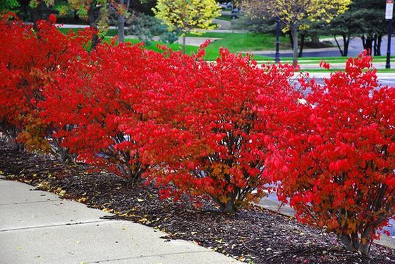 Burning Bush