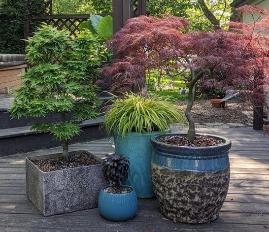 Buy Japanese Maple Trees