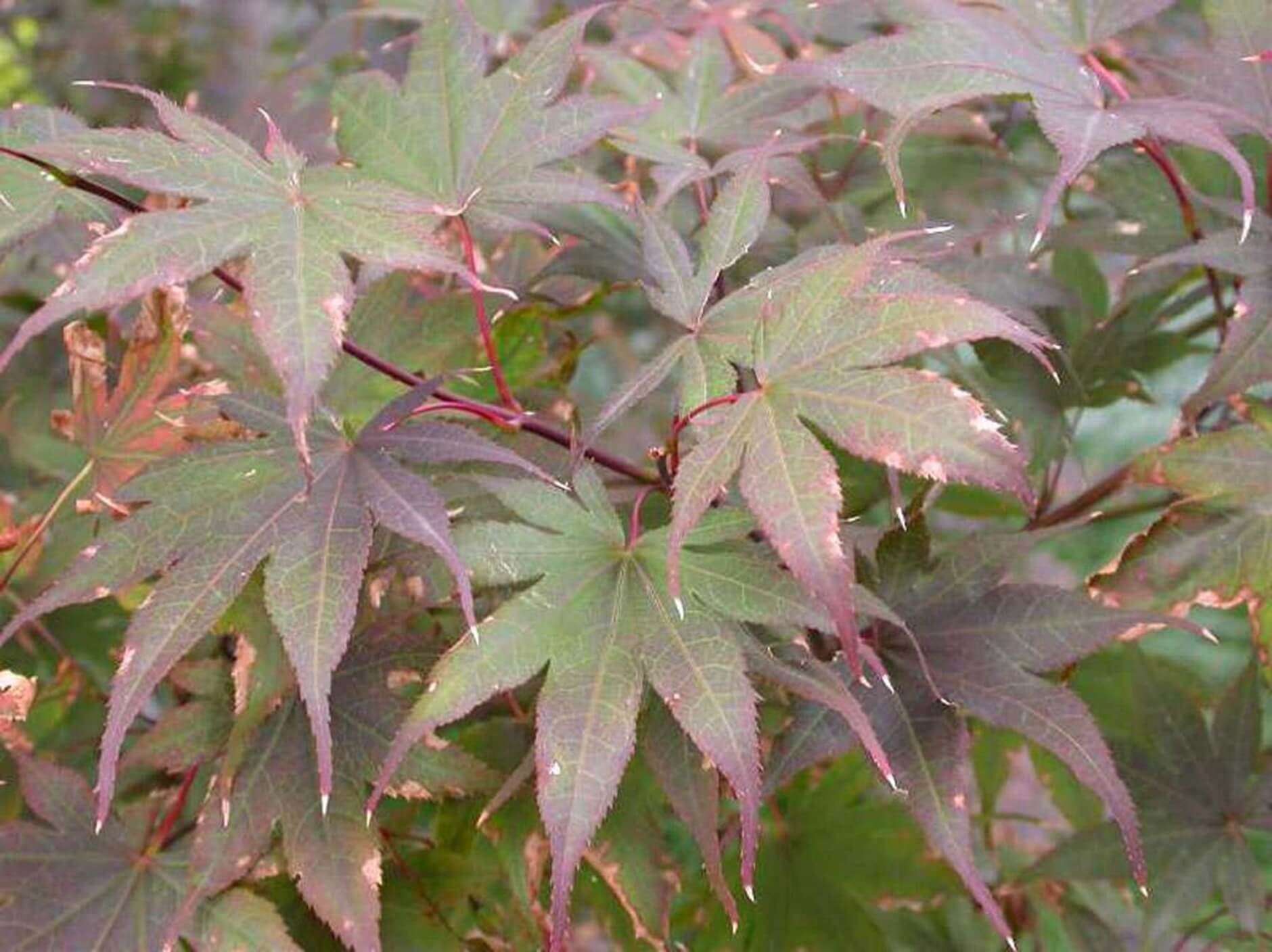 Care Japanese Maple Trees