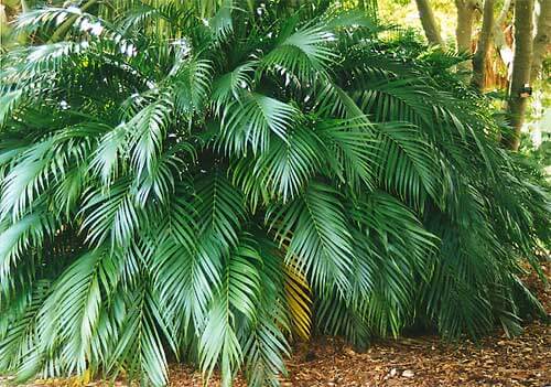 Cat Palm (Chamaedorea Cataractarum)