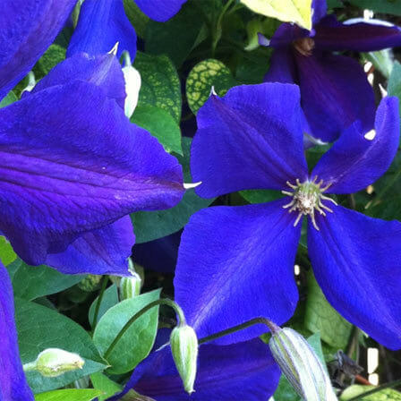 Clematis