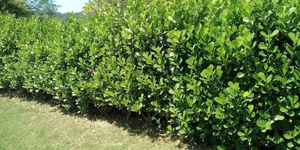 Clusia Hedge (Guttifera) Care