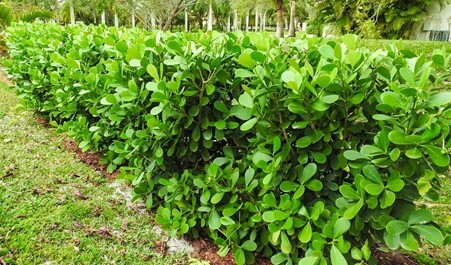 clusia hedge guttifera rosea eathappyproject