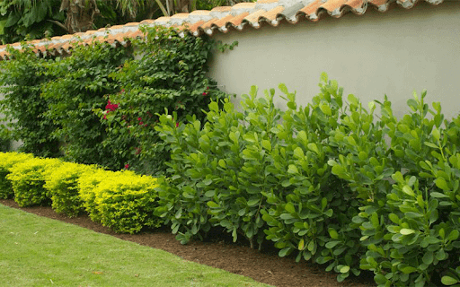 Clusia Plant: Caring for Clusia Hedge (Clusia Guttifera & Rosea)