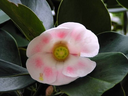 Clusia rosea plants bear flowers