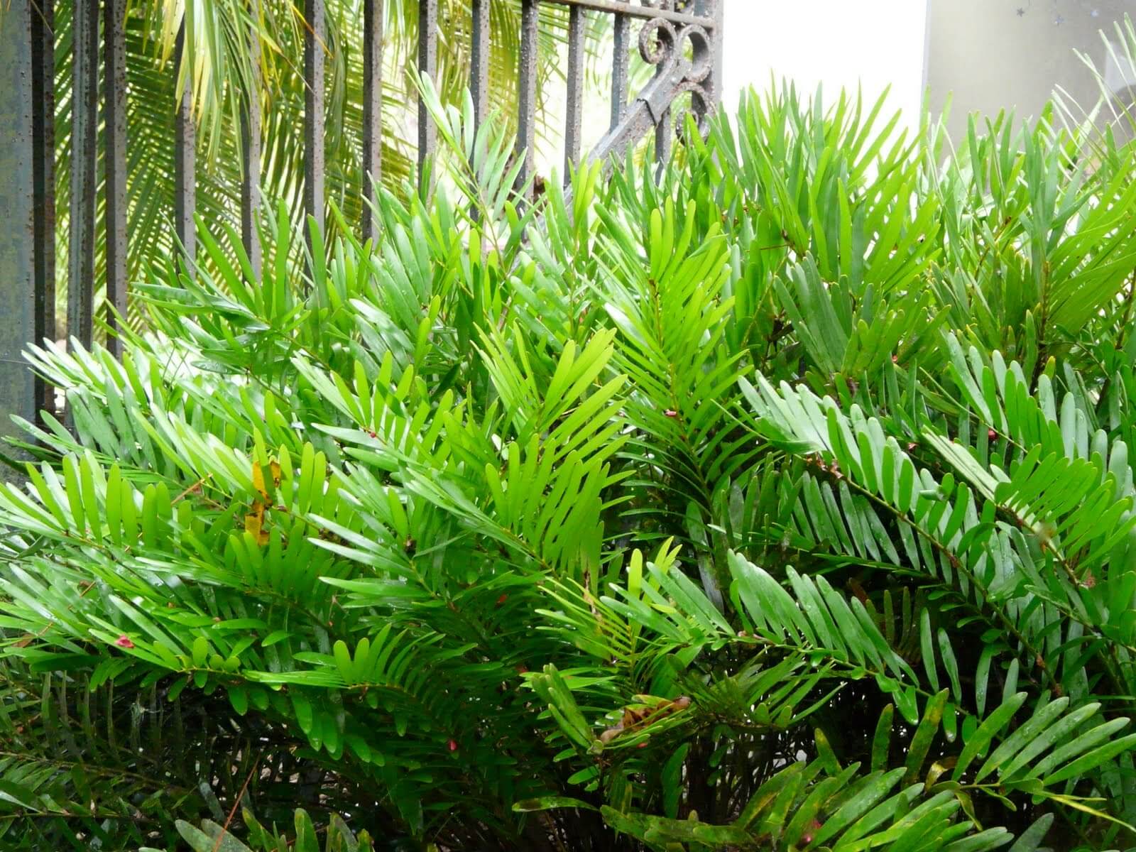 Coontie Palm