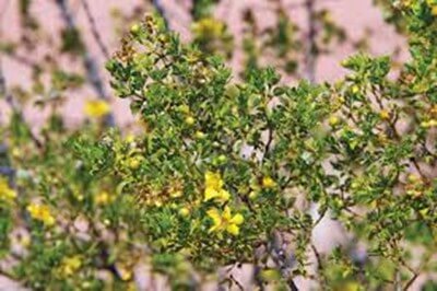 Creosote Bush