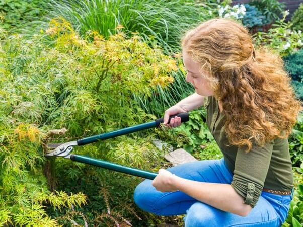 Cutting Japanese Maple Trees