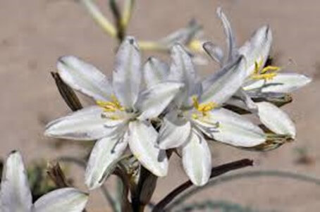 Desert Lily