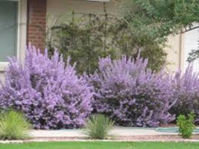 Desert Sage Plant