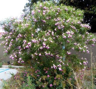 Desert Willow Tree