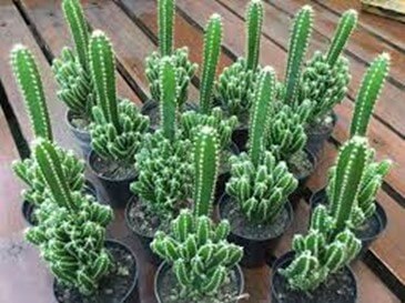 Fairy Castle Cactus