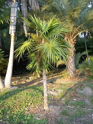Florida Thatch Palm (Thrinax Radiata)