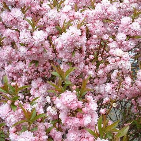 Flowering Almond