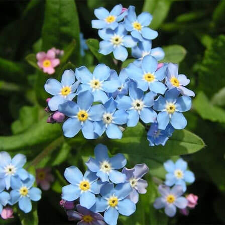 Forget Me Not