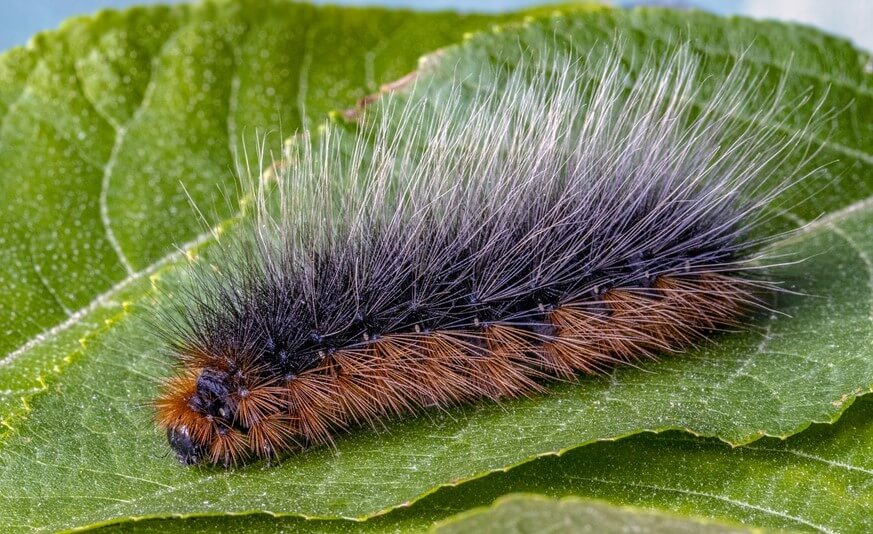 Garden Tiger Moth Caterpillar