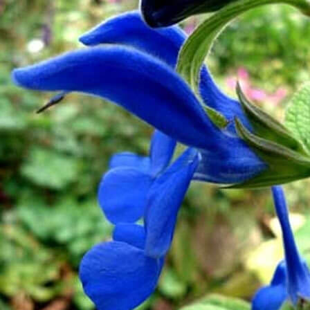 Gentian