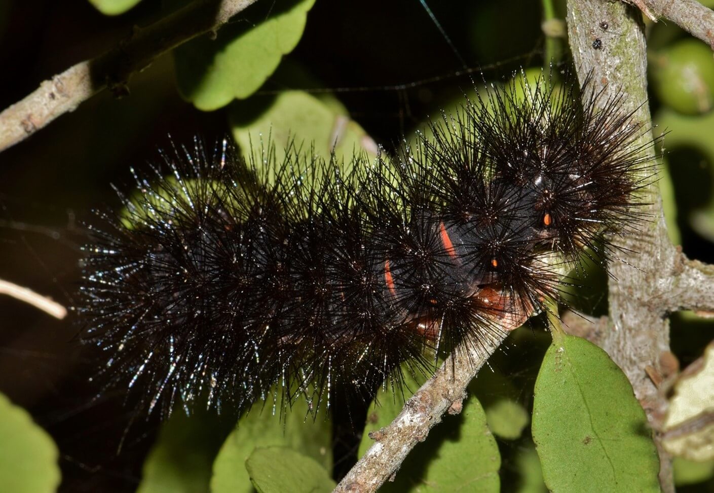 Giant Leopard Moth Caterpillars