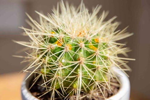 Golden Barrel Cactus