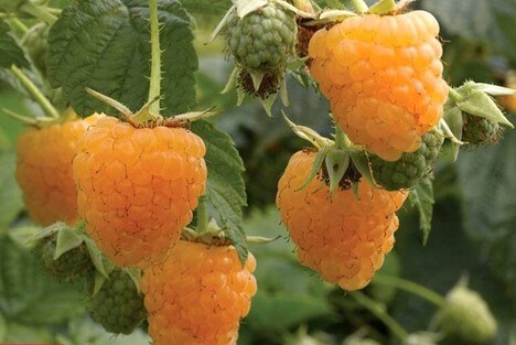 Goldene Himbeeren