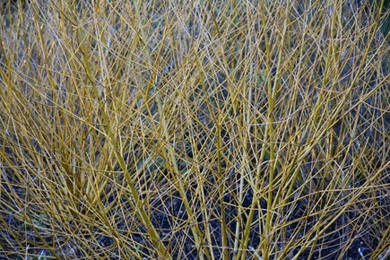 Golden Willow