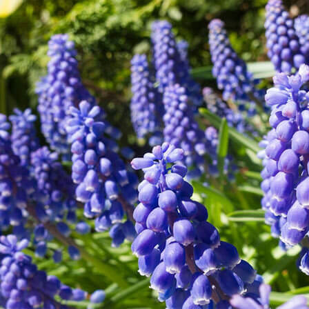 purple cone shaped flower bulb