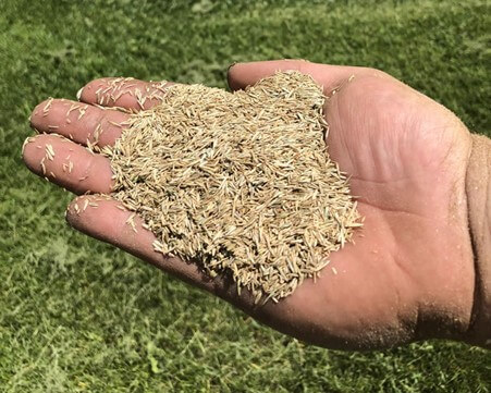 Grass Seed